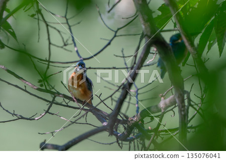翠鳥棲息在樹枝上 翠鳥棲息在樹枝上 135076041