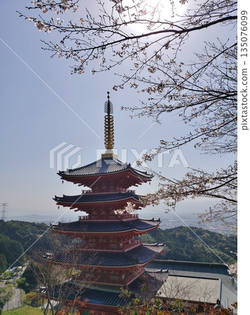 木山町的本福寺:觀音殿和五重塔,櫻花盛開。 木山町的本福寺:觀音殿和五重塔,櫻花盛開。 135076099