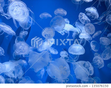 Jellyfish jellyfish Jellyfish jellyfish 135076150
