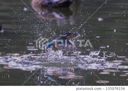 The moment the kingfisher jumps out The moment the kingfisher jumps out 135076156