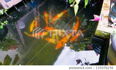 Colorful Koi Fish Swimming in Garden Pond, Ornamental Carp in Outdoor Water Feature for Relaxation and Zen Colorful Koi Fish Swimming in Garden Pond, Ornamental Carp in Outdoor Water Feature for Relaxation and Zen 135076256
