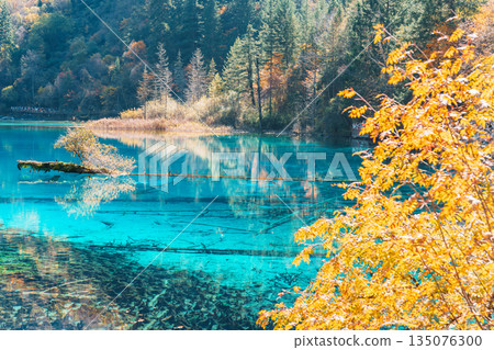 Scenery Jiuzhaigou national park in Sichuan, China. Beautiful Five Flower Lake in Autumn season. Famous Landmark and Vacation near Chengdu, China. Asia travel concept 135076300