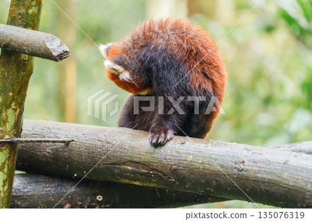 Cute Red Panda, Ailurus fulgens or lesser panda in forest at Chengdu Panda Breeding Research Center Dujiangyan. landmark and popular for tourists attractions in Chengdu, China. Travel and Vacation 135076319