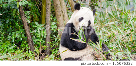Cute Giant Panda, Ailuropoda melanoleuca or panda bear in forest at Chengdu Panda Breeding Research Center Dujiangyan. landmark and popular for tourists attractions in Chengdu, China. 135076322