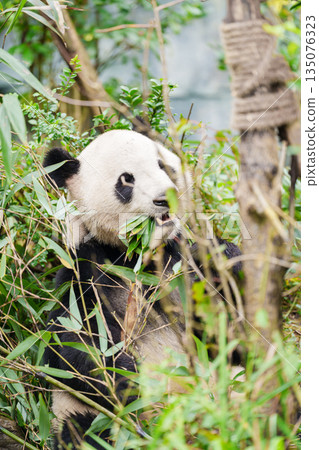 Cute Giant Panda, Ailuropoda melanoleuca or panda bear in forest at Chengdu Panda Breeding Research Center Dujiangyan. landmark and popular for tourists attractions in Chengdu, China. 135076323