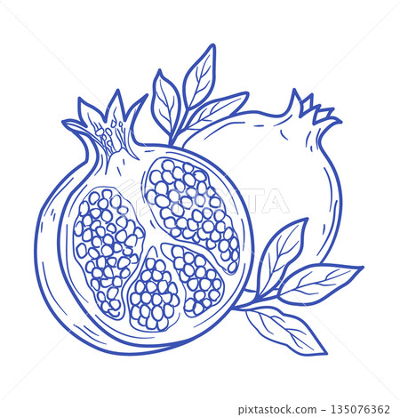 Pomegranate cross section hand-drawn line art illustration (minimal line drawing) 135076362