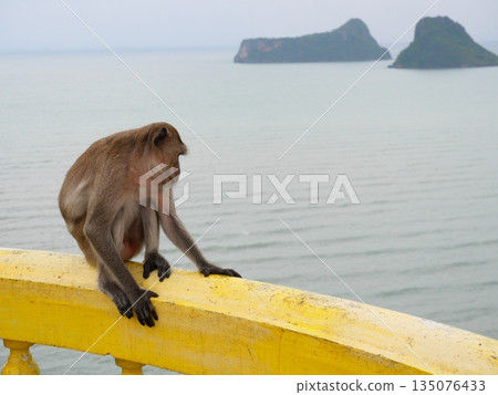 Golden hairy monkey sitting on yellow concrete wall with sea and island in background, Long-tailed or Crab-eating macaque at Khao chong krajok, Prachuap Khiri Khan, Thailand Golden hairy monkey sitting on yellow concrete wall with sea and island in background, Long-tailed or Crab-eating macaque at Khao chong krajok, Prachuap Khiri Khan, Thailand 135076433