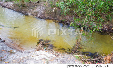 Serene Freshwater Stream with Golden Sandy Bottom and Lush Greenery on the Bank 135076716