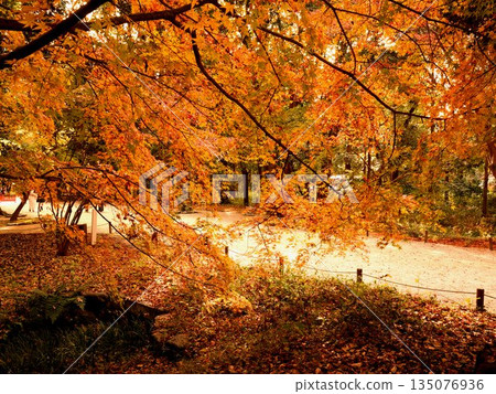 從糸州之森眺望京都下鴨神社主路上的秋葉。 從糸州之森眺望京都下鴨神社主路上的秋葉。 135076936
