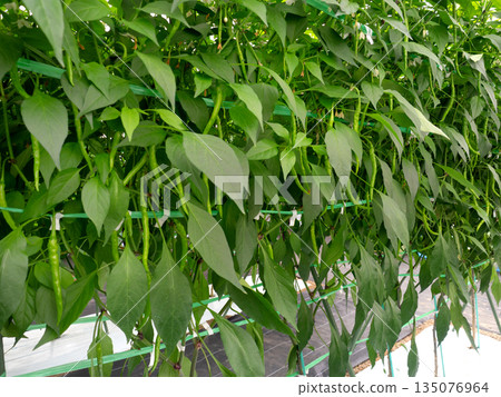 辣椒的栽培 135076964