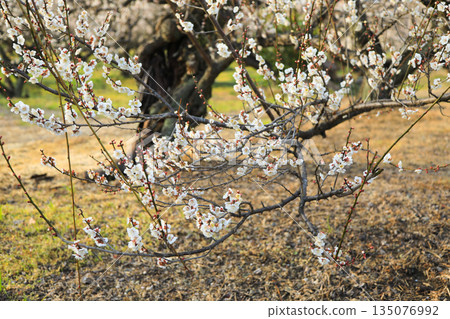 早春時節，梅花盛開。 135076992