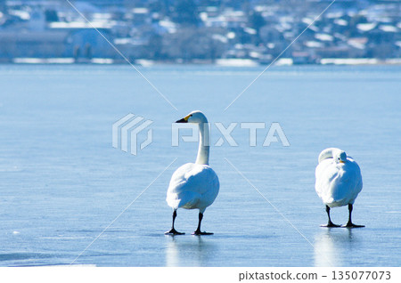 A couple of swans landing on the frozen surface of Lake Suwa in winter A couple of swans landing on the frozen surface of Lake Suwa in winter 135077073