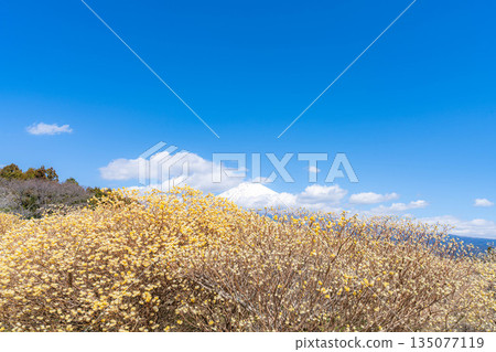 [Mt. Fuji material] Mt. Fuji and Mitsumata flowers as seen from Shiraito Natural Park [Shizuoka Prefecture] 135077119