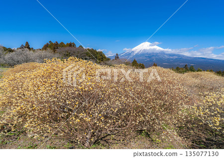 [Mt. Fuji material] Mt. Fuji and Mitsumata flowers as seen from Shiraito Natural Park [Shizuoka Prefecture] 135077130