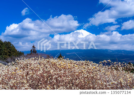 [富士山素材] 從白絲自然公園眺望富士山與三椏花 [靜岡縣] 135077134
