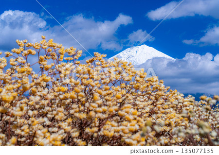 [富士山素材] 從白絲自然公園眺望富士山與三椏花 [靜岡縣] 135077135