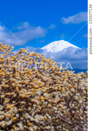 [富士山素材] 從白絲自然公園眺望富士山與三椏花 [靜岡縣] 135077136