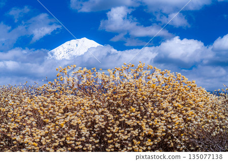 [Mt. Fuji material] Mt. Fuji and Mitsumata flowers as seen from Shiraito Natural Park [Shizuoka Prefecture] 135077138