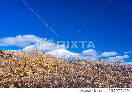 [富士山素材] 從白絲自然公園眺望富士山與三椏花 [靜岡縣] 135077139