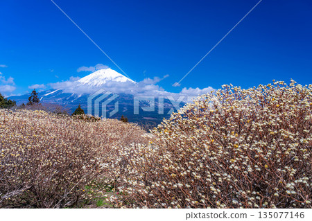 [Mt. Fuji material] Mt. Fuji and Mitsumata flowers as seen from Shiraito Natural Park [Shizuoka Prefecture] 135077146