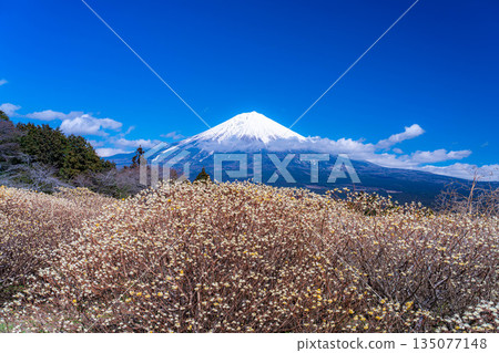[富士山素材] 從白絲自然公園眺望富士山與三椏花 [靜岡縣] 135077148