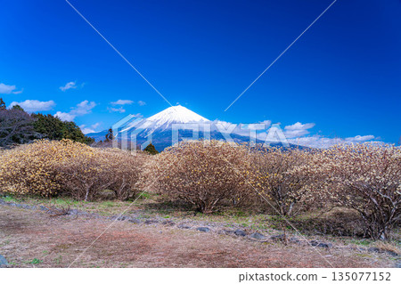 [富士山素材] 從白絲自然公園眺望富士山與三椏花 [靜岡縣] 135077152