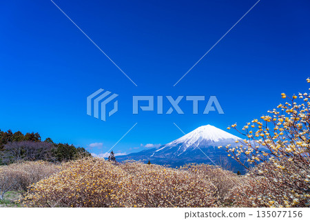 [富士山素材] 從白絲自然公園眺望富士山與三椏花 [靜岡縣] 135077156