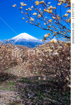 [Mt. Fuji material] Mt. Fuji and Mitsumata flowers as seen from Shiraito Natural Park [Shizuoka Prefecture] 135077158