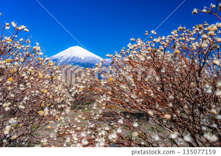 [富士山素材] 從白絲自然公園眺望富士山與三椏花 [靜岡縣] 135077159