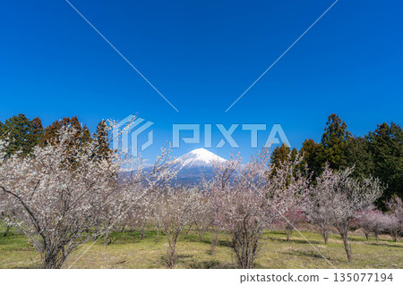 [富士山素材] 從靜岡縣富士宮市看到的富士山和梅花 [靜岡縣] 135077194