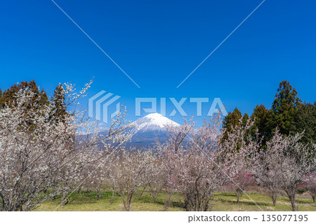 [Mt. Fuji material] Mt. Fuji and plum blossoms as seen from Fujinomiya City, Shizuoka Prefecture [Shizuoka Prefecture] 135077195