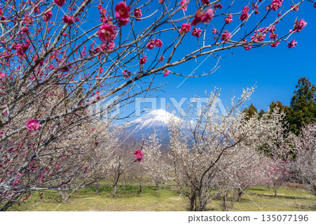 [富士山素材] 從靜岡縣富士宮市看到的富士山和梅花 [靜岡縣] 135077196