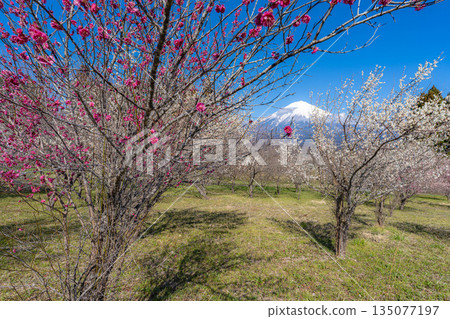 [富士山素材] 從靜岡縣富士宮市看到的富士山和梅花 [靜岡縣] 135077197