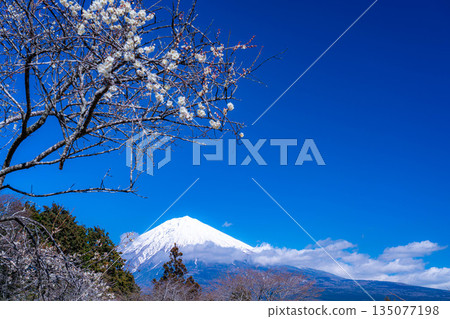 [富士山素材] 從靜岡縣富士宮市看到的富士山和梅花 [靜岡縣] 135077198