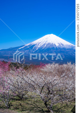 [富士山素材] 從靜岡縣富士宮市看到的富士山和梅花 [靜岡縣] 135077203
