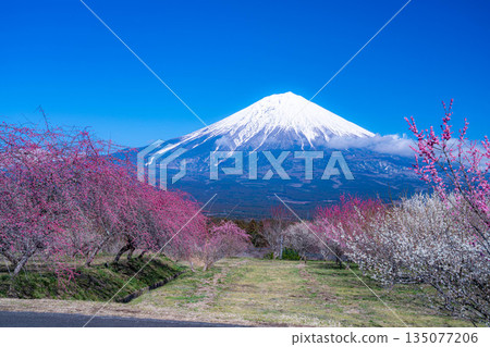 [富士山素材] 從靜岡縣富士宮市看到的富士山和梅花 [靜岡縣] 135077206