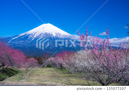 [Mt. Fuji material] Mt. Fuji and plum blossoms as seen from Fujinomiya City, Shizuoka Prefecture [Shizuoka Prefecture] 135077207