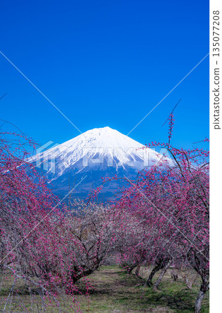 [Mt. Fuji material] Mt. Fuji and plum blossoms as seen from Fujinomiya City, Shizuoka Prefecture [Shizuoka Prefecture] 135077208