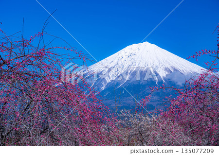 [富士山素材] 從靜岡縣富士宮市看到的富士山和梅花 [靜岡縣] 135077209