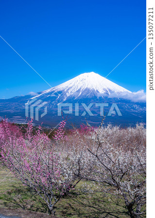 [Mt. Fuji material] Mt. Fuji and plum blossoms as seen from Fujinomiya City, Shizuoka Prefecture [Shizuoka Prefecture] 135077211