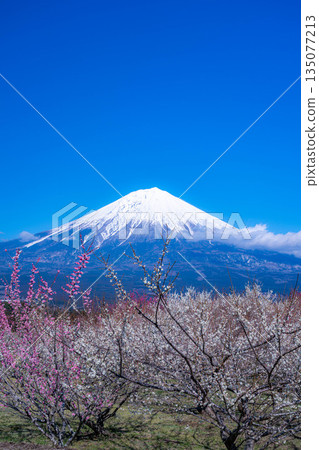 [富士山素材] 從靜岡縣富士宮市看到的富士山和梅花 [靜岡縣] 135077213