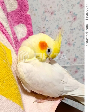 放鬆的手持玄鳳鸚鵡 135077248