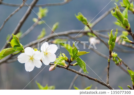 春天來了,萬物復甦:野櫻花在翠綠的草地上競相綻放。 春天來了,萬物復甦:野櫻花在翠綠的草地上競相綻放。 135077300