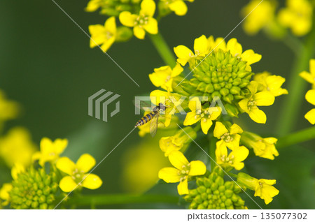 春日的陽光下，食蚜蠅聚集在油菜花周圍。 135077302