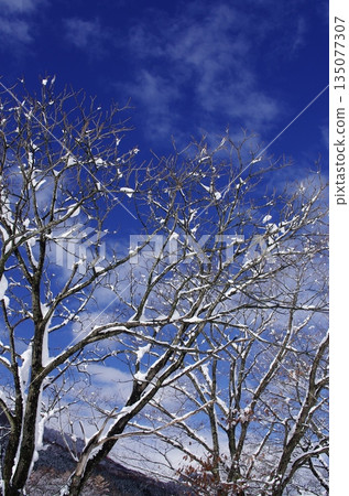 Winter silence: blue sky and snow-covered silhouettes of deciduous trees Winter silence: blue sky and snow-covered silhouettes of deciduous trees 135077307