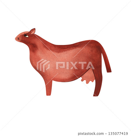 Red Angus is the most popular beef cattle breed for beef steaks. Cow. Character for packaging, children's book and encyclopedia. Isolated watercolor illustration in retro style. Clipart. 135077419