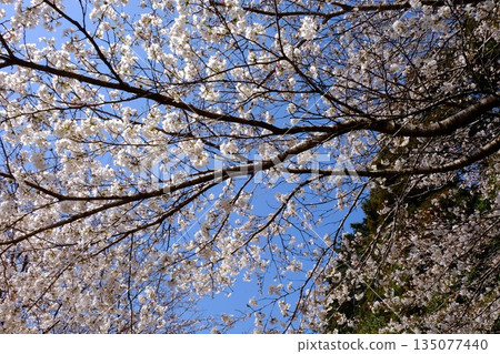 Somei Yoshino cherry blossoms in full bloom against the blue sky [Tsukui, Sagamihara City, April] 135077440