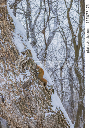 Red Squirrel On Snowy Tree 135077473
