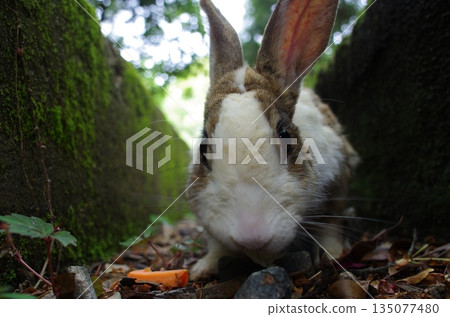Wild rabbits on Okunoshima: Curious rabbits approaching the camera on a mossy path 135077480
