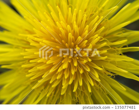 The golden heart of a dandelion: a macro close-up of spring vitality The golden heart of a dandelion: a macro close-up of spring vitality 135077481